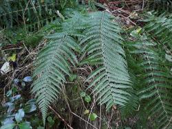 Dryopteris affinis. Mature plant with 2-pinnate fronds.
 Image: L.R. Perrie © Leon Perrie CC BY-NC 3.0 NZ